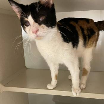 Tabitha Girl -  Domestic Short Hair Cat for Adoption in Cumming, Georgia - Tabitha Girl | PetCurious