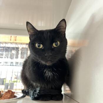 Domestic Short Hair Cats Available for Adoption in Salisbury, Massachusetts - Sweetart | PetCurious