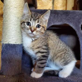 Zelda Birchett -  Domestic Short Hair Cat for Adoption in Eagle Mountain, Utah - Zelda Birchett | PetCurious