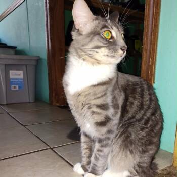 Domestic Medium Hair Cats Available for Adoption in Gainesville, Florida - Max | PetCurious
