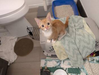 Kira -  Domestic Short Hair Cat for Adoption in Fort Collins, Colorado - Kira | PetCurious