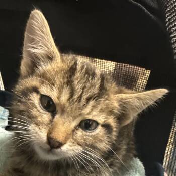Wally -  Domestic Short Hair Cat for Adoption in Las Cruces, New Mexico - Wally | PetCurious