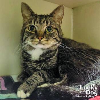 Buck -  Domestic Short Hair Cat for Adoption in Washington, District Of Columbia - Buck | PetCurious