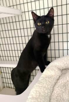 Moana, Skipper & Tiki -  Domestic Short Hair Cat for Adoption in Kirkland, Washington - Moana, Skipper & Tiki | PetCurious