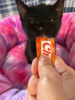 Elara -  Domestic Short Hair Cat for Adoption in Belton, Missouri - Elara | PetCurious