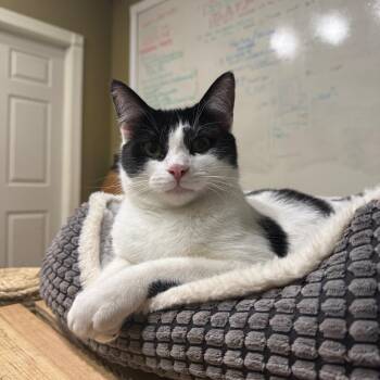 Rescue Domestic Short Hair Cats for Adoption in Pitman, New Jersey - Robin | PetCurious