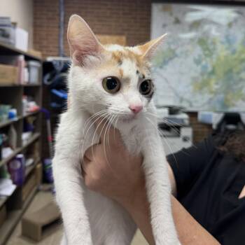 Aphrodite -  Domestic Short Hair Cat for Adoption in Birmingham, Alabama - Aphrodite | PetCurious
