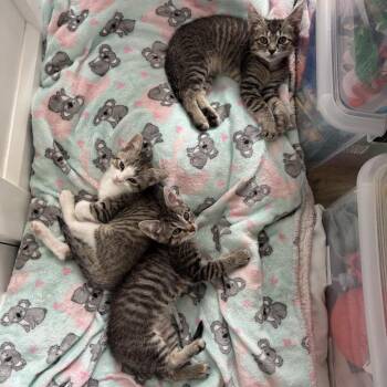 Jelly Belly -  Domestic Short Hair Cat for Adoption in Granville, Ohio - Jelly Belly | PetCurious