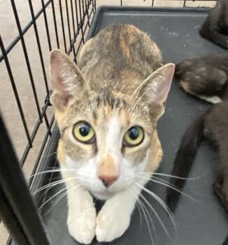 A1293856 -  Domestic Short Hair Cat for Adoption in Dallas, Texas - A1293856 | PetCurious