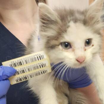 Cookie -  Domestic Long Hair Cat for Adoption in Charleston, West Virginia - Cookie | PetCurious