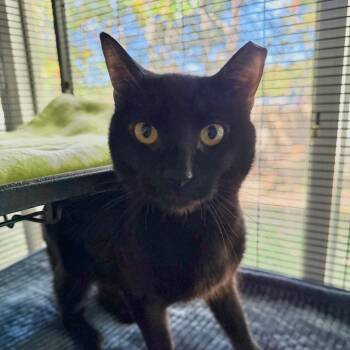 Binx -  Domestic Short Hair Cat for Adoption in Hampton Bays, New York - Binx | PetCurious
