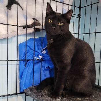 Rescue Domestic Short Hair Cats for Adoption in Maple Shade, New Jersey - Racer | PetCurious
