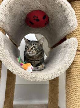 Rocket -  Domestic Short Hair Cat for Adoption in New Hope, Pennsylvania - Rocket | PetCurious
