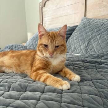 Sashimi -  Domestic Short Hair Cat for Adoption in West Olive, Michigan - Sashimi | PetCurious