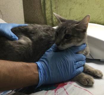 VENUS -  Domestic Short Hair Cat for Adoption in Riverside, California - VENUS | PetCurious