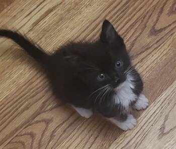KUZCO -  Domestic Short Hair Cat for Adoption in Omaha, Nebraska - KUZCO | PetCurious