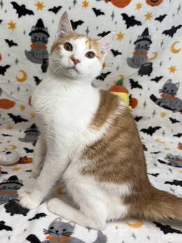 261589  Carlos -  Domestic Short Hair Cat for Adoption in Wetumpka, Alabama - 261589  Carlos | PetCurious