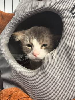 Domestic Long Hair Cats Available for Adoption - Titan Moon | PetCurious