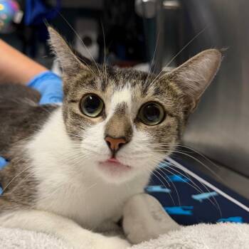 Katniss Everdeen -  Domestic Short Hair Cat for Adoption in Providence, Rhode Island - Katniss Everdeen | PetCurious