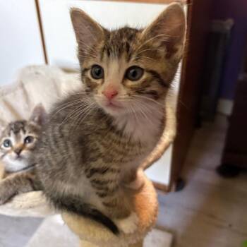 Gus Gus -  Domestic Short Hair Cat Available for Adoption in Crookston, Minnesota - Gus Gus | PetCurious