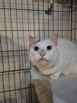 Domestic Short Hair Cats Available for Adoption in Mount Airy, North Carolina - Blu | PetCurious