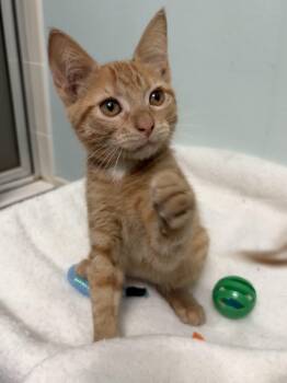 Bellini -  Tiger and Domestic Short Hair Cat for Adoption in Brooksville, Florida - Bellini | PetCurious