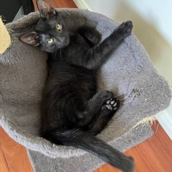 Chocopie -  Domestic Short Hair Cat for Adoption in Westminster, California - Chocopie | PetCurious