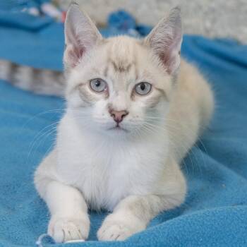 Ficus -  Siamese Cat for Adoption in Pontiac, Michigan - Ficus | PetCurious
