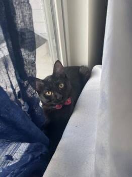 Josie Jean -  Domestic Short Hair Cat for Adoption in Wilmington Island, Georgia - Josie Jean | PetCurious