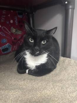 MAVERICK -  Domestic Short Hair Cat for Adoption in Kalamazoo, Michigan - MAVERICK | PetCurious