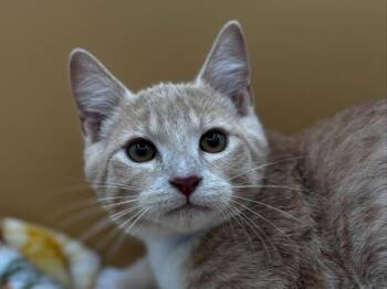 Jackson -  Domestic Short Hair Cat for Adoption in Portland, Oregon - Jackson | PetCurious