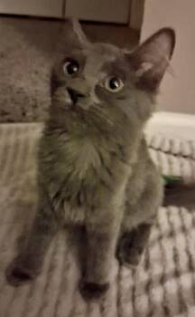 Sparks -  Maine Coon and Russian Blue Cat for Adoption in Phoenix, Arizona - Sparks | PetCurious
