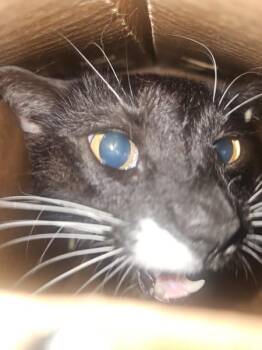 Peter Pan -  Domestic Medium Hair Cat for Adoption in Mobile, Alabama - Peter Pan | PetCurious