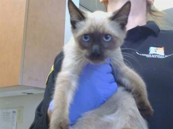 A927857 -  Siamese Cat for Adoption in Sacramento, California - A927857 | PetCurious