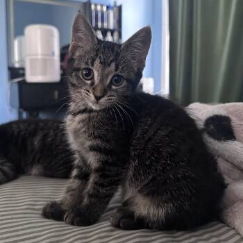 Gold -  Domestic Medium Hair and Tabby Cat for Adoption in East Amherst, New York - Gold | PetCurious