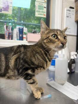 Chondria -  Domestic Short Hair Cat for Adoption in Pomona, New York - Chondria | PetCurious