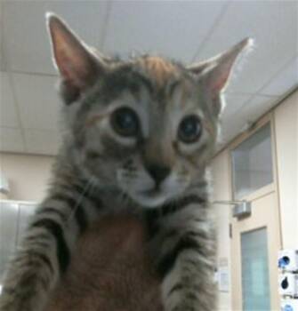 SANCTUARY -  Domestic Short Hair Cat for Adoption in Sacramento, California - SANCTUARY | PetCurious