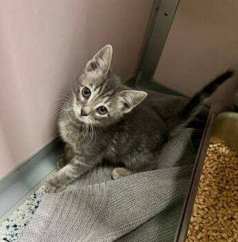 Hermi -  Domestic Short Hair Cat for Adoption in Providence Forge, Virginia - Hermi | PetCurious