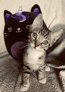 Ragnar 2 -  Domestic Short Hair Cat for Adoption in Riverside, California - Ragnar 2 | PetCurious