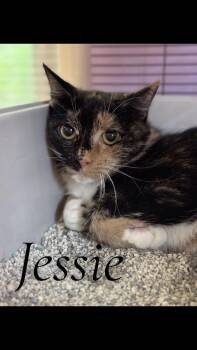 Domestic Short Hair Cats Available for Adoption in Cambridge, Maryland - Jessie | PetCurious