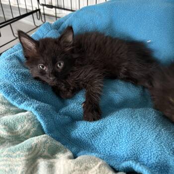 Serendipity -  Domestic Long Hair Cat for Adoption in Big Rapids, Michigan - Serendipity | PetCurious