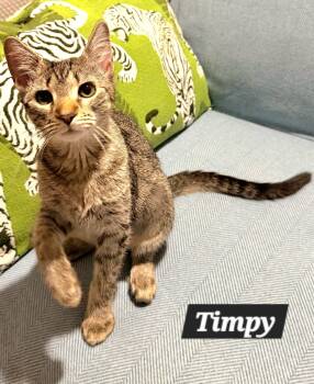 Timpy -  Tabby Cat for Adoption in Quail Heights, Florida - Timpy | PetCurious