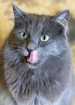 Aarush -  Domestic Medium Hair and Russian Blue Cat for Adoption in Buford, Georgia - Aarush | PetCurious