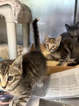 Domestic Short Hair Cats Available for Adoption in Morristown, New Jersey - Julia | PetCurious