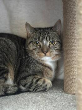 Gus Gus -  Domestic Short Hair Cat for Adoption in Cumberland, Maine - Gus Gus | PetCurious