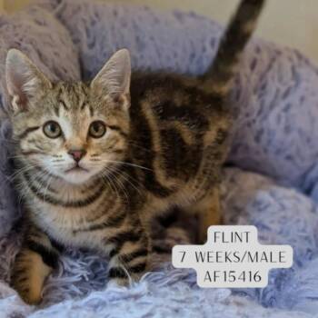 Flint -  Domestic Short Hair Cat for Adoption - Flint | PetCurious