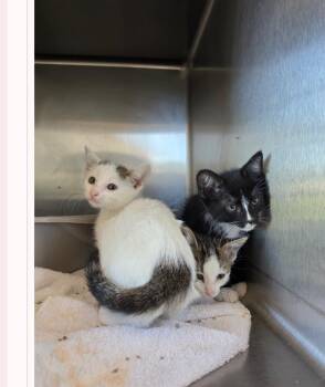 Oliver-Q -  Domestic Short Hair Cat for Adoption in Metamora, Illinois - Oliver-Q | PetCurious