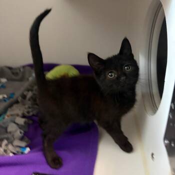 Blink -  Domestic Short Hair Cat for Adoption in Dearborn, Michigan - Blink | PetCurious