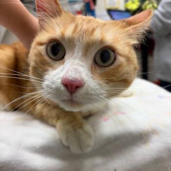 Willy Cat -  Domestic Short Hair Cat for Adoption in Murray, Utah - Willy Cat | PetCurious