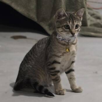 Pillow -  Domestic Short Hair Cat for Adoption in Saint Paul, Minnesota - Pillow | PetCurious